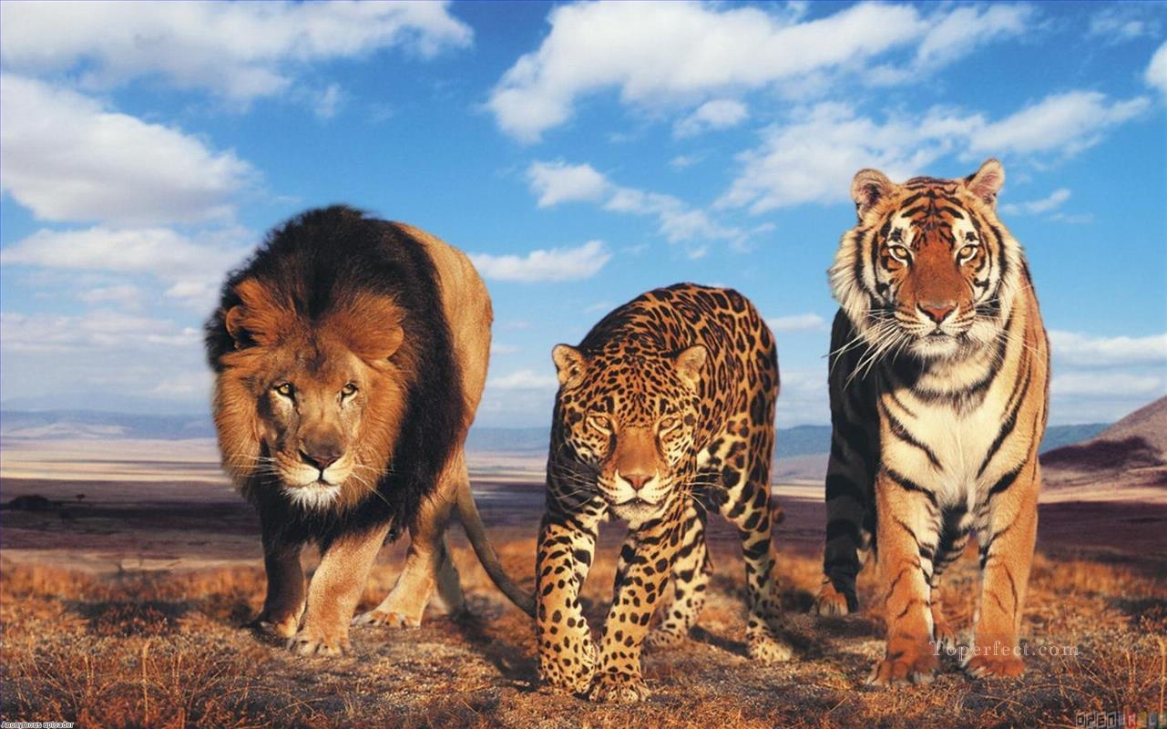 lion tigre et léopard animaux Peintures à l'huile